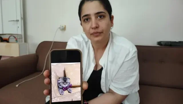 Kayıp kedisi için 15 bin lira ödül koydu: Bulamazsam eşim beni boşayacak