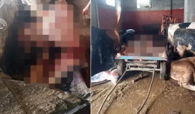 Kebabın başkentinde evde at keserken suçüstü yakalandılar