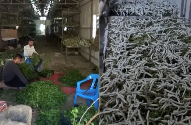 Kilosu 1000 liradan satılan ürün 150 ailenin en önemli geçim kaynağı