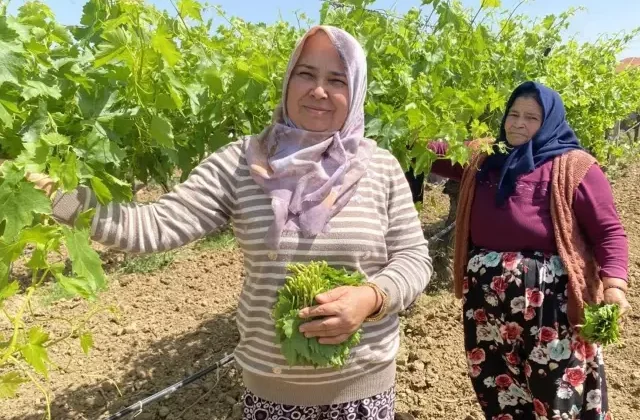 Kilosunu 70 TL’ye satıyorlar hiç masrafı yok