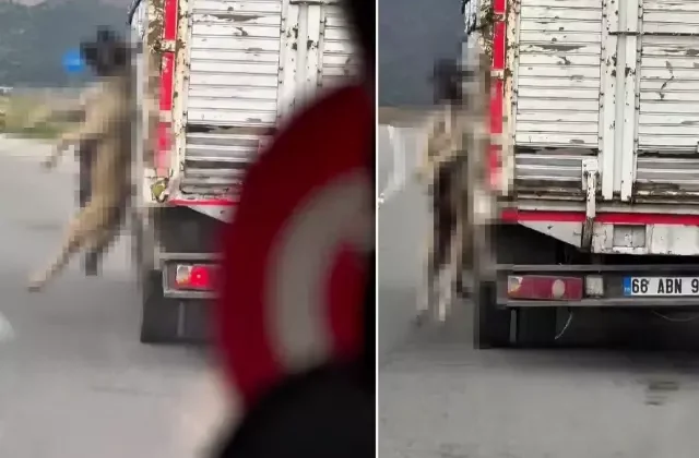 Köpeği boynundan iple asarak taşıdı