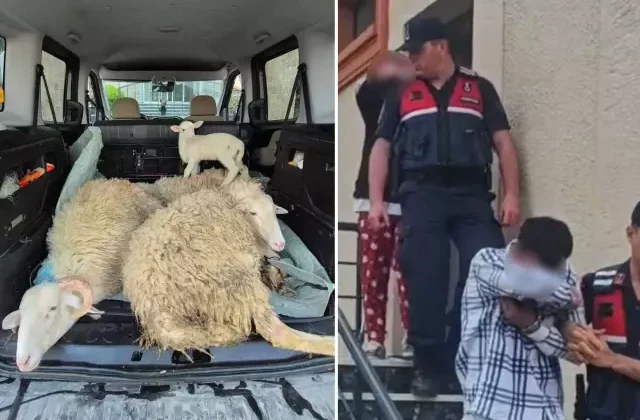 Kurbanlıkları çalan çift yakayı ele verdi