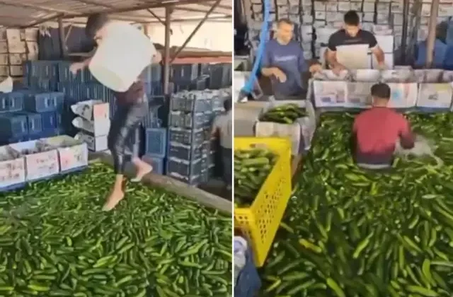 Mide bulandıran görüntüler Türkiye’den! Çıplak ayakla salatalık havuzuna daldı