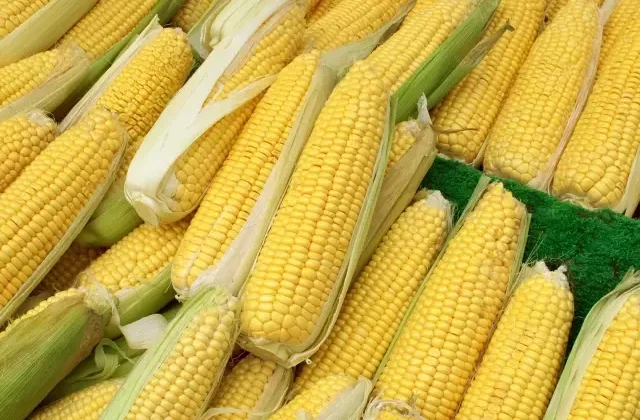 Mısır ithalatında 1 milyon tonluk tarife kontenjanı açıldı