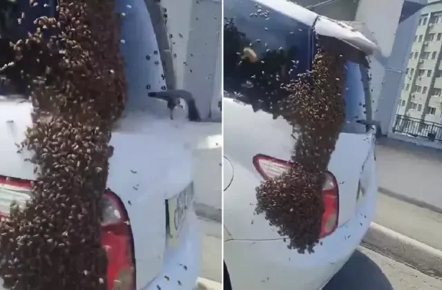 Otobanda arı istilası