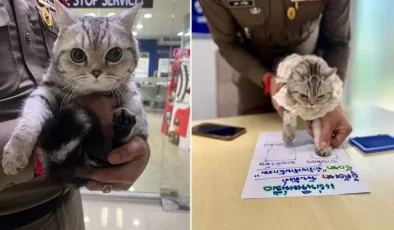 Polisleri canından bezdiren kedi, sabıkalı oldu