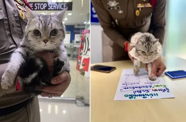 Polisleri canından bezdiren kedi, sabıkalı oldu