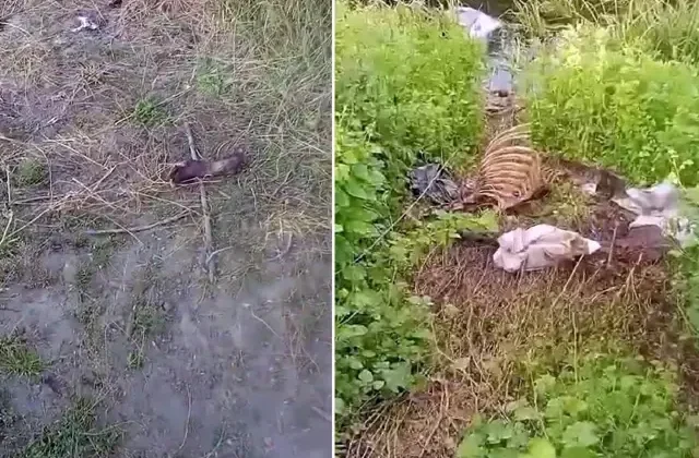 Sakarya’da dere kenarında tek tırnaklı hayvan kemikleri bulundu