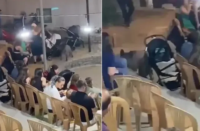 Şehre inen bir yaban domuzu düğüne daldı