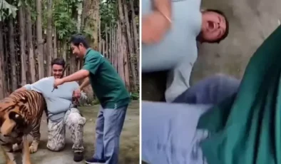 Selfie çekmek istediği kaplanın saldırısına uğrayan adam ağır yaralandı
