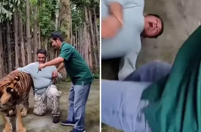 Selfie çekmek istediği kaplanın saldırısına uğrayan adam ağır yaralandı