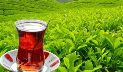 Tarım ve Orman Bakanlığı yaş çay alım fiyatını duyurdu