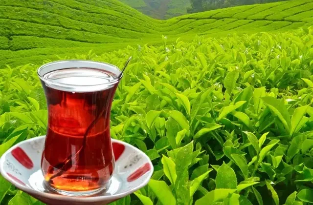 Tarım ve Orman Bakanlığı yaş çay alım fiyatını duyurdu