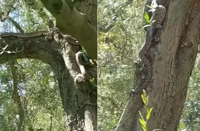 Tarlaya gittiler, gözlerine inanamadılar! Tam 2,5 metre