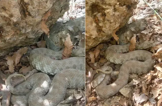 Tek ısırığı insanı öldürmeye yetiyor! O ilimizde görüntülendi