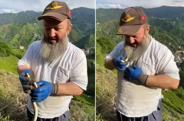 Temizlik yaparken yakaladığı zehirli yılanı boynuna doladı