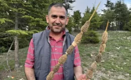 Toplaması tutku, kilosu 900 lira! Altın bulan bu kadar sevinmiyor