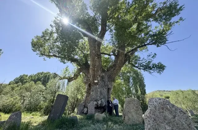 Türk boylarının mezarları 750 yıllık anıt ağacın gölgesinde zamana direniyor