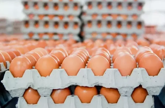 Yumurtanın üretim maliyeti düşerken market fiyatları sabit kaldı