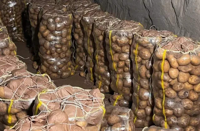 Yurt dışından gelen 2 bin tondan fazla patates virüslü çıktı