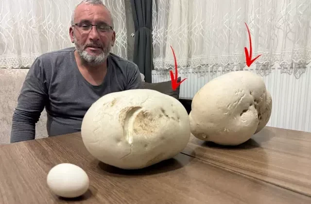 Yürüyüşe çıktığı kırsal alanda dev mantarlar buldu