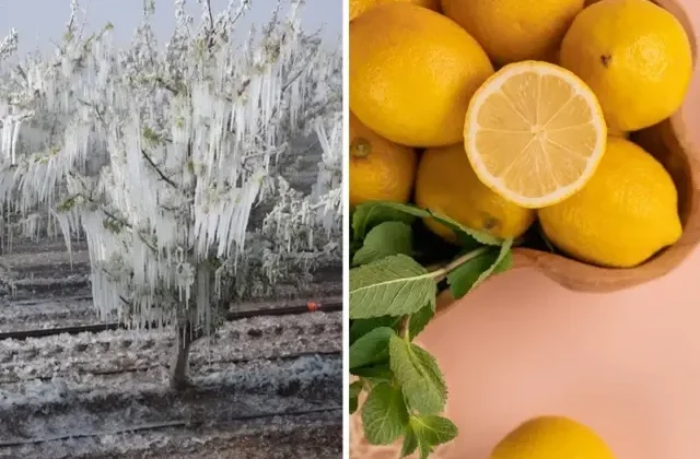 Zira don felaketi sonrası limon fiyatları uçuşa geçti
