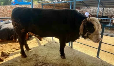 1 ton 300 kiloluk tosun 430 Bin TL’ye satıldı