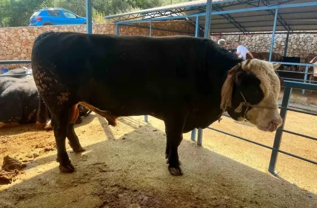 1 ton 300 kiloluk tosun 430 Bin TL’ye satıldı