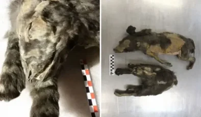 14 bin yıllık kurt yavruları buzlar altında mumyalanmış hâlde bulundu!