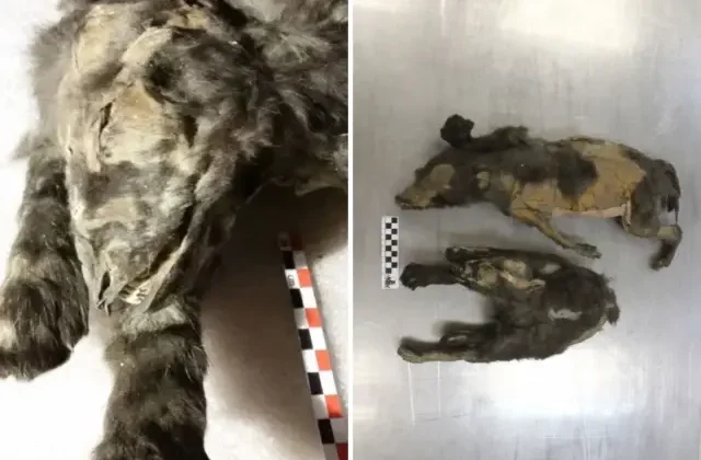 14 bin yıllık kurt yavruları buzlar altında mumyalanmış hâlde bulundu!