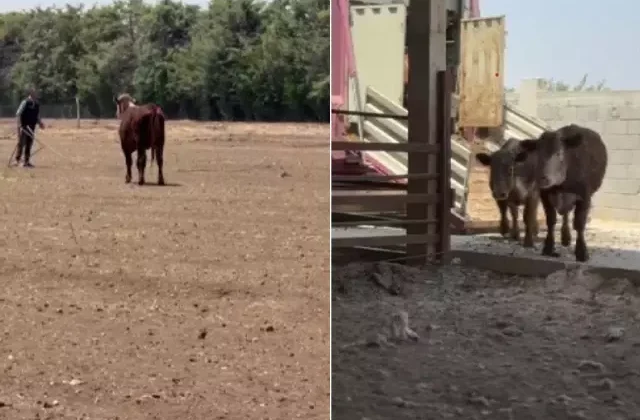3 angus sevkiyat sırasında sırra kadem bastılar! Besicinin kaybı çok büyük