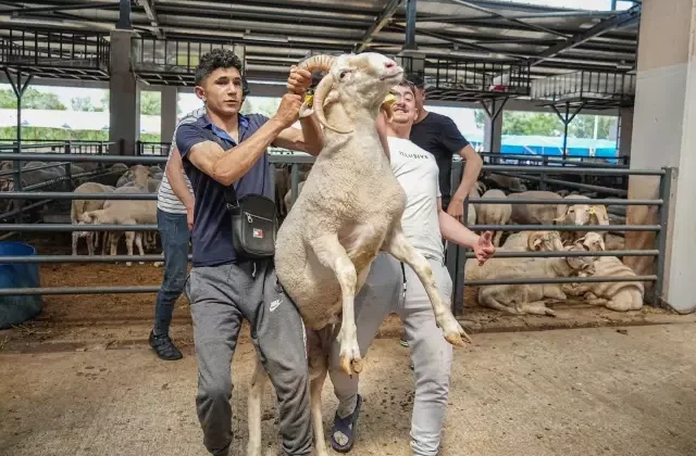 4 boynuzlu koç kurban pazarının gözdesi oldu