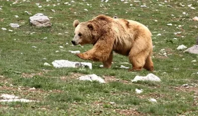 Ayı saldırısına uğrayan genç hayatını kaybetti