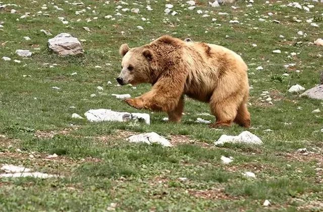 Ayı saldırısına uğrayan genç hayatını kaybetti