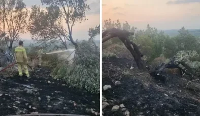 Ayvalık’tan orman yangını! 100’ün üzerinde zeytin ağacı kül oldu