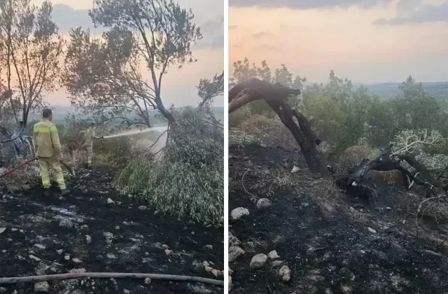 Ayvalık’tan orman yangını! 100’ün üzerinde zeytin ağacı kül oldu