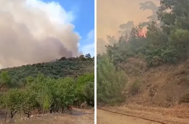 Balıkesir’de orman yangını! Bir mahalle boşaltıldı