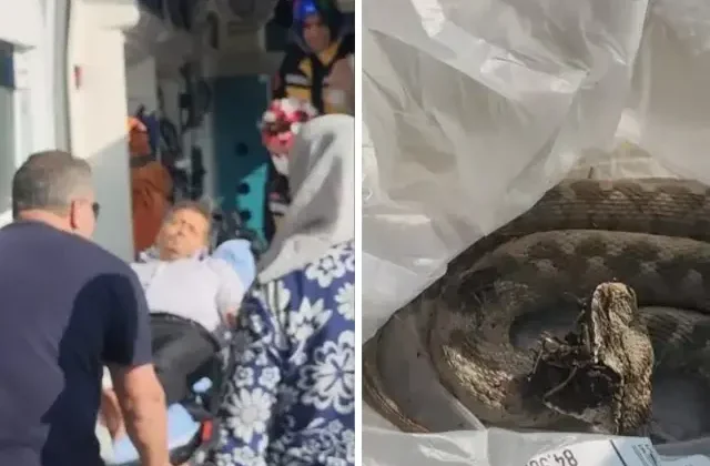Bayram pikniğinde engerek yılanı ısırdı!