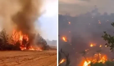 Bilecik’teki yangından yürek burkan görüntüler! Orman alevlere böyle teslim oldu