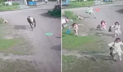 Bu bayramı hiçbir zaman unutmazlar! Çocukların boğayla imtihanı kamerada