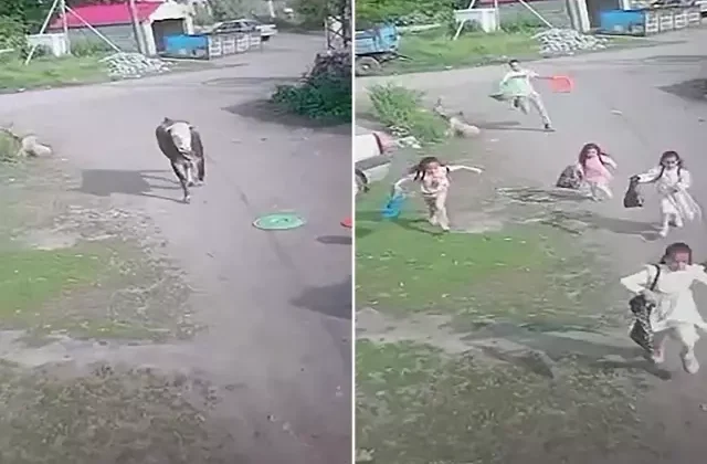 Bu bayramı hiçbir zaman unutmazlar! Çocukların boğayla imtihanı kamerada