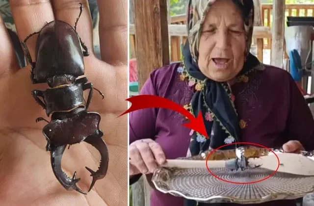 Bu böceği öldürmenin cezası 560 bin TL