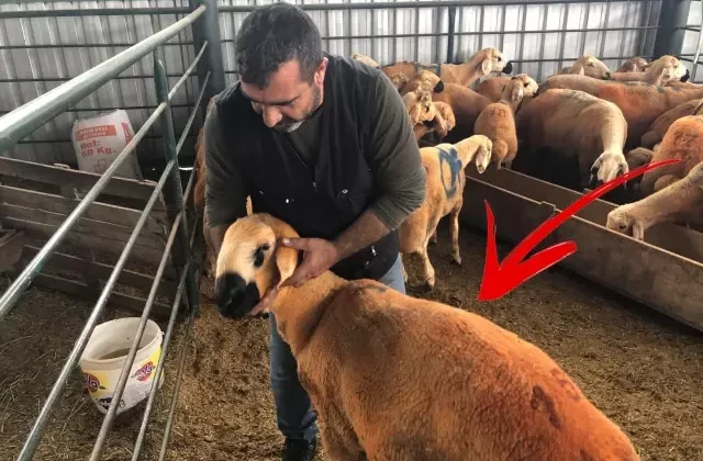 Bunlar da Sivas Kangal kuzuları! Etlerini daha lezzetli kılan bir özellikleri var