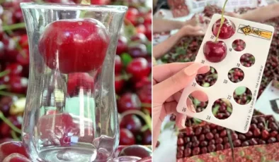 Çay bardağına sığmayan dev kirazda hasat başladı, piyasa değeri 500 TL