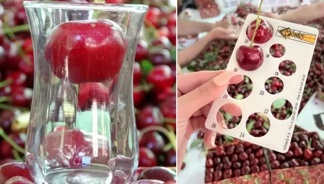 Çay bardağına sığmayan dev kirazda hasat başladı, piyasa değeri 500 TL
