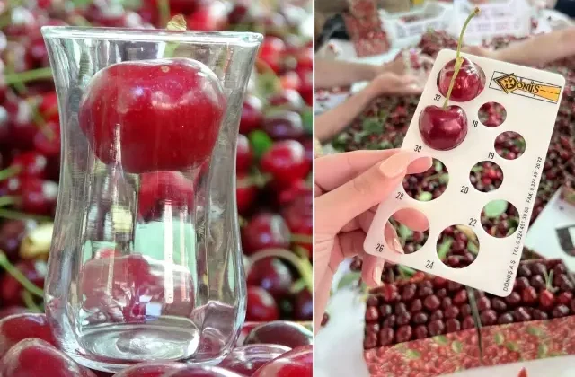 Çay bardağına sığmayan dev kirazda hasat başladı, piyasa değeri 500 TL