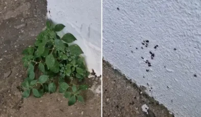 “Dikkat edin” diyerek paylaştı! İstanbul’dan endişe yaratan görüntü