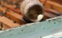 Dünyanın en pahalı yiyeceği! Kilosu 45 bin lira, sadece 2 çay kaşığı üretilebiliyor