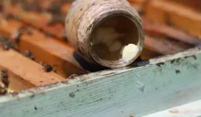 Dünyanın en pahalı yiyeceği! Kilosu 45 bin lira, sadece 2 çay kaşığı üretilebiliyor