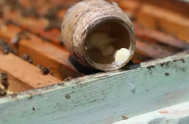 Dünyanın en pahalı yiyeceği! Kilosu 45 bin lira, sadece 2 çay kaşığı üretilebiliyor